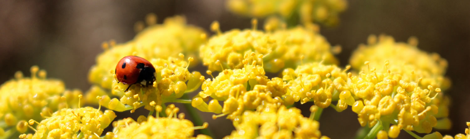 Marienkäfer auf gelber Blüte