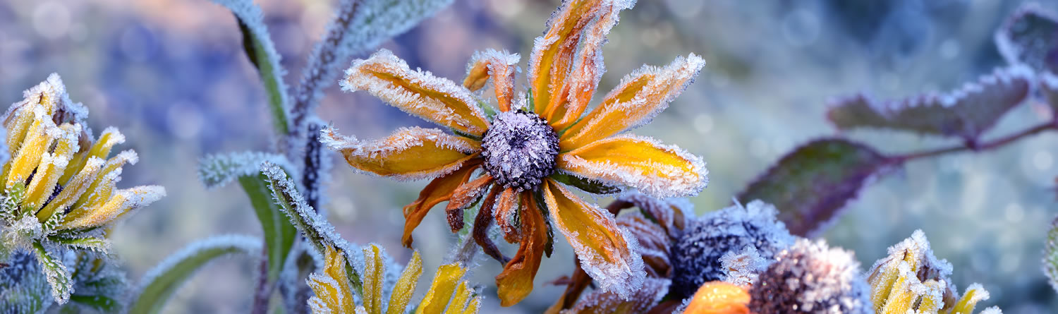 Blüten im Frost